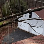 Affordable Tree Service Near Me