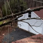 Affordable Tree Service Near Me