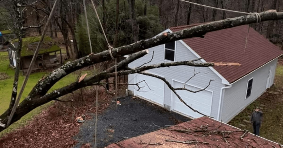 Affordable Tree Service Near Me