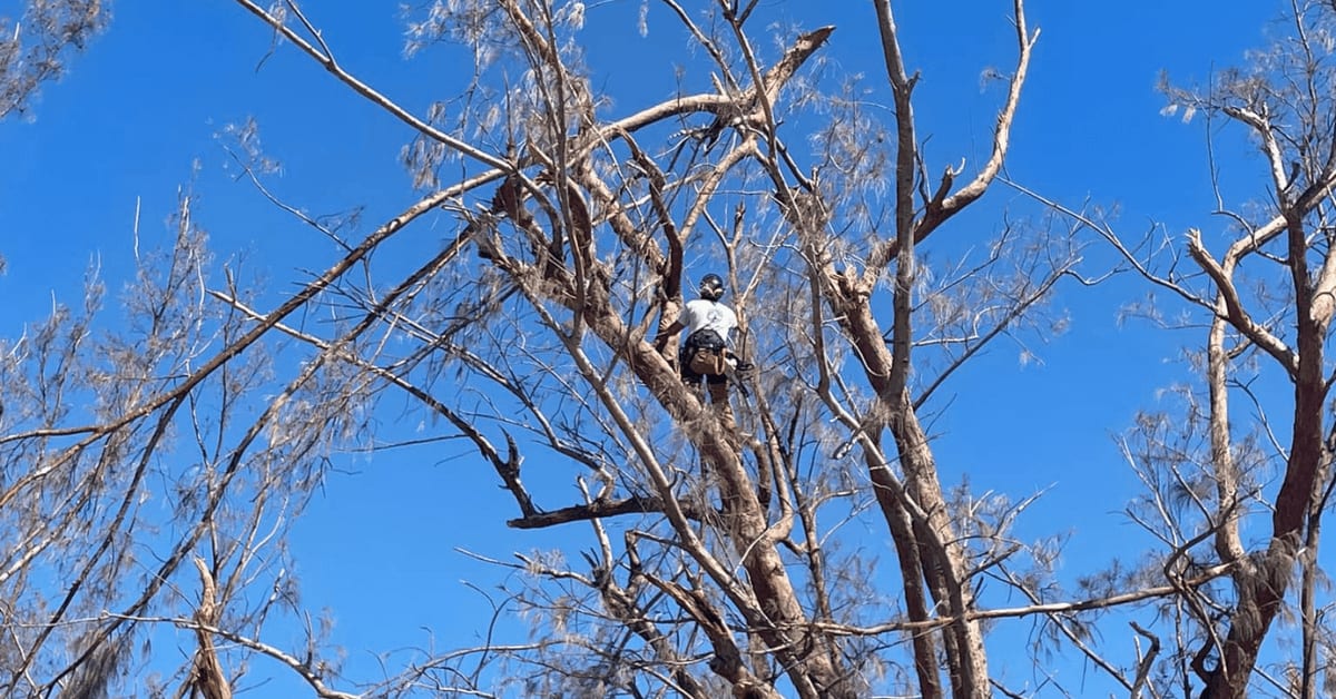tree trimming