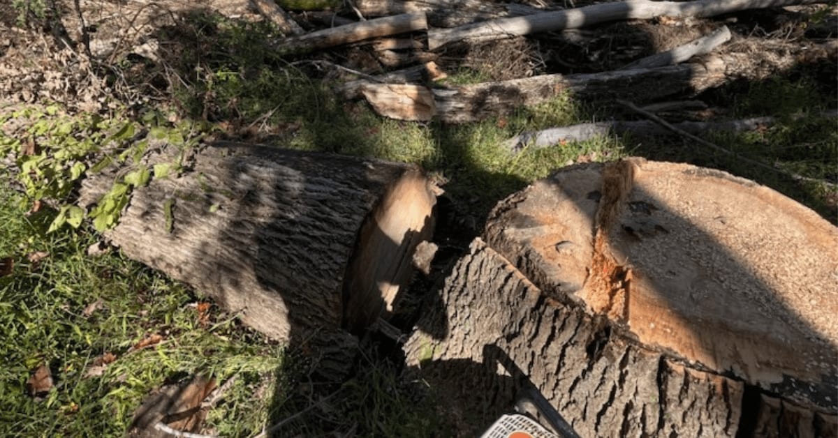 Tree Removal
