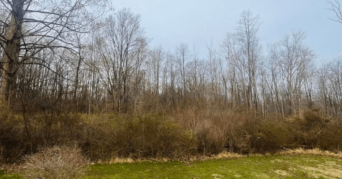 land clearing